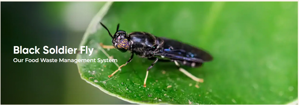 Black Soldier Fly close-up on green leaf